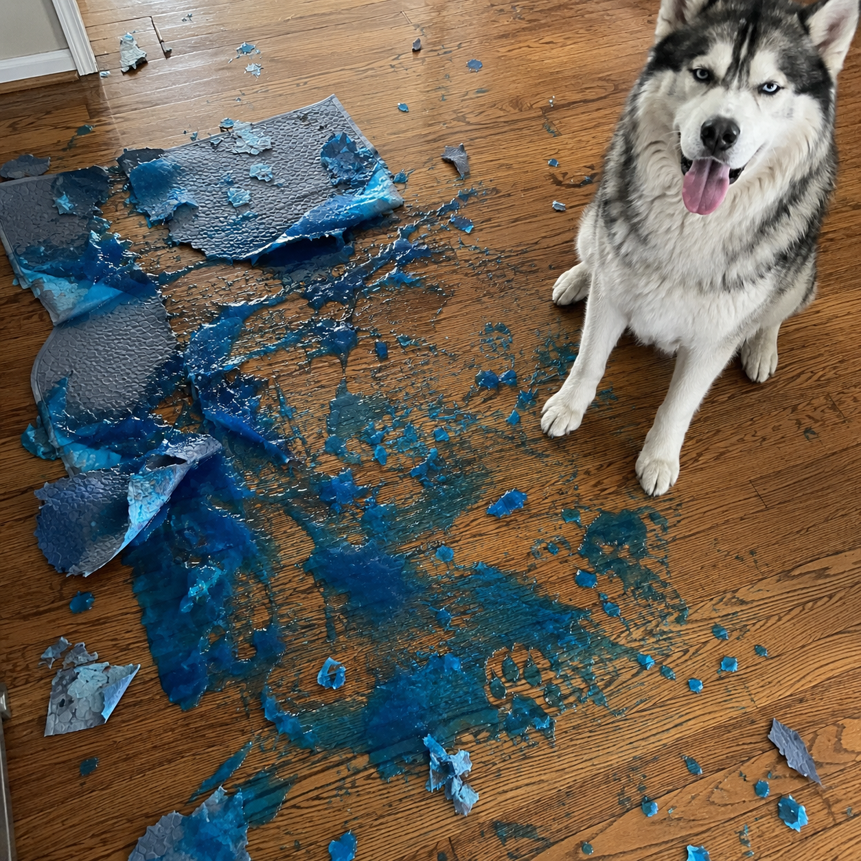 Destroyed gel cooling mat with blue gel leaked all over hardwood floor, guiltless Husky sitting nearby